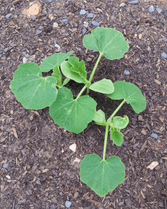 Buttercup Squash in the Garden