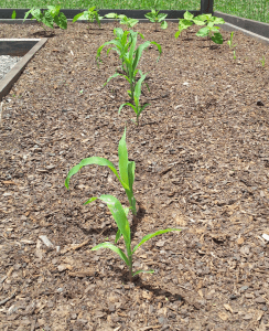 Row of Corn in the Garden