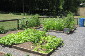 Our garden keeps on growing and growing!