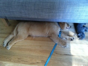 Tesla Snoozing Under the Couch